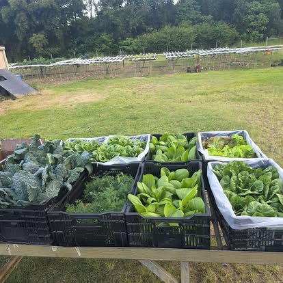 Cut lettuce crated and ready to leave the farm