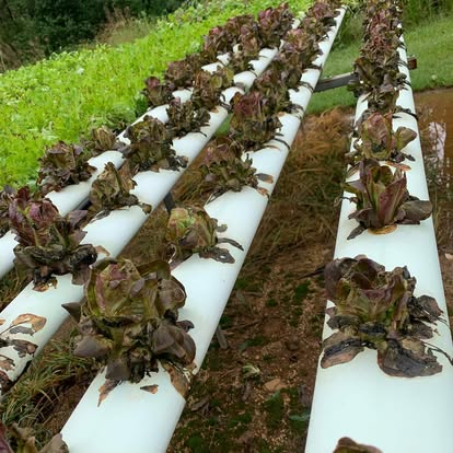 Red oak lettuce growing in the hydroponic channels