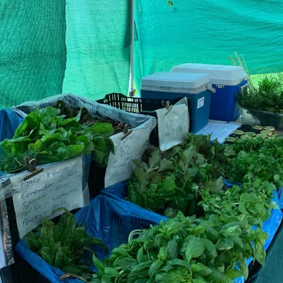 Labelled crates of herbs packed for the farmers market stall