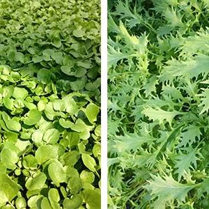 Young salad seedlings coming on in the nursery