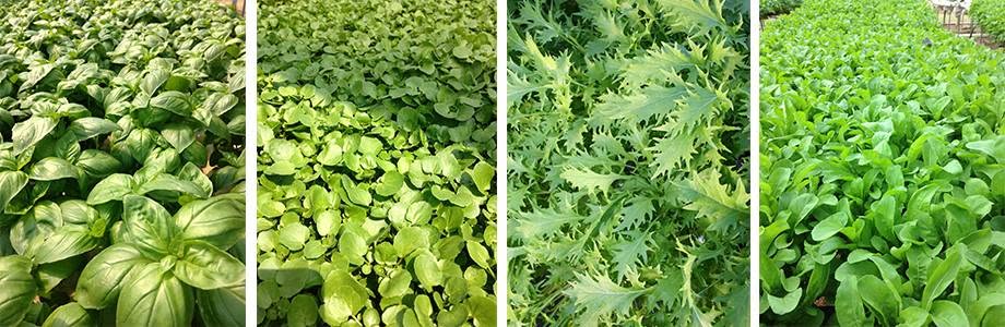 Four varieties of salad leaf growing side by side in the channels